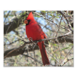 (鳥)ショウジョウコウカンチョウ フォトプリント
