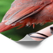(鳥)ショウジョウコウカンチョウ ポスター (角)