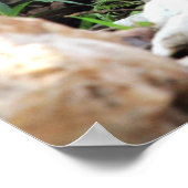 （鳥）ショウジョウコウカンチョウ ポスター (角)