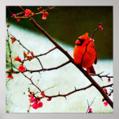 (鳥)ショウジョウコウカンチョウ ポスター (正面)