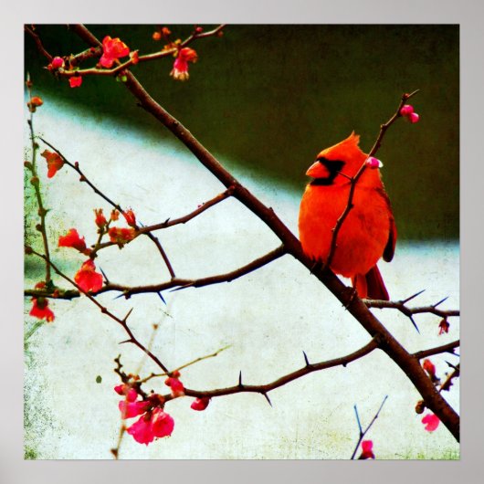 (鳥)ショウジョウコウカンチョウ ポスター (正面)