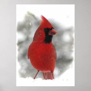 (鳥)ショウジョウコウカンチョウ ポスター