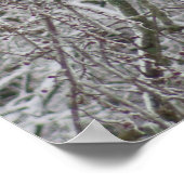 （鳥）ショウジョウコウカンチョウ ポスター (角)