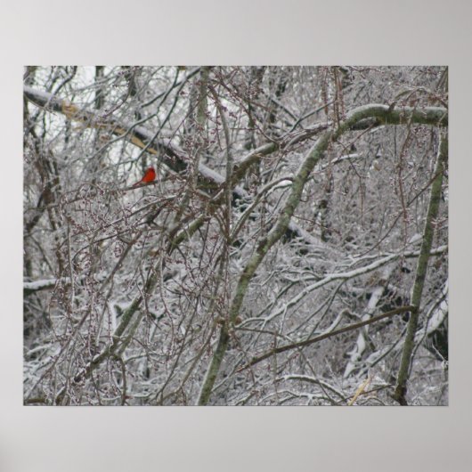 （鳥）ショウジョウコウカンチョウ ポスター (正面)