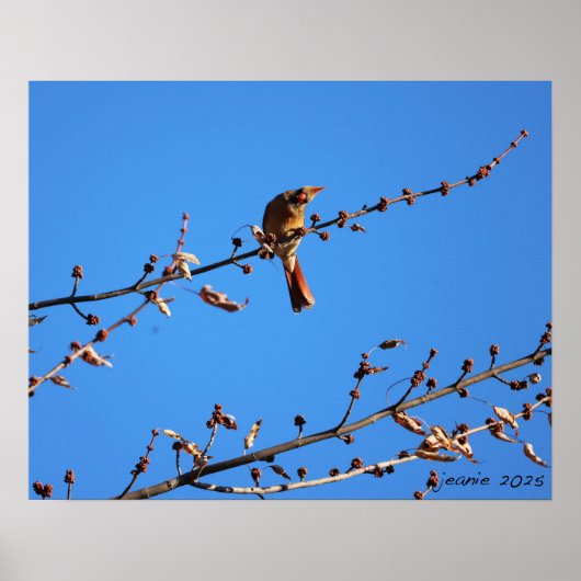 （鳥）ショウジョウコウカンチョウ ポスター (正面)