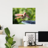 （鳥）ショウジョウコウカンチョウ ポスター (ホームオフィス)