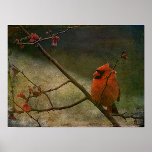 （鳥）ショウジョウコウカンチョウ ポスター (正面)