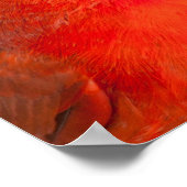 （鳥）ショウジョウコウカンチョウ ポスター (角)