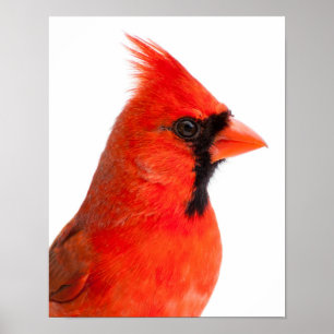 (鳥)ショウジョウコウカンチョウ ポスター