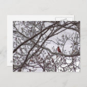 （鳥）ショウジョウコウカンチョウ ポストカード (正面/裏面)