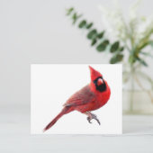 （鳥）ショウジョウコウカンチョウ ポストカード (スタンド正面)