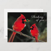 （鳥）ショウジョウコウカンチョウ ポストカード (正面/裏面)