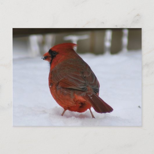 (鳥)ショウジョウコウカンチョウ ポストカード (正面)