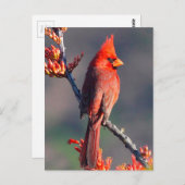 （鳥）ショウジョウコウカンチョウ ポストカード (正面/裏面)