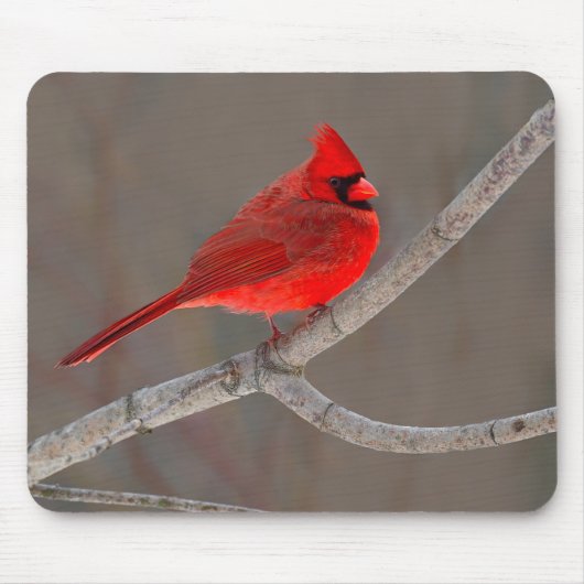 （鳥）ショウジョウコウカンチョウ マウスパッド (正面)