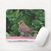 (鳥)ショウジョウコウカンチョウ マウスパッド (マウス)