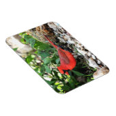 (鳥)ショウジョウコウカンチョウ マグネット (右側)