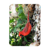 (鳥)ショウジョウコウカンチョウ マグネット (縦)