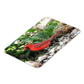 (鳥)ショウジョウコウカンチョウ マグネット (左側)