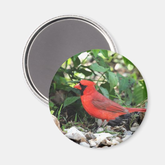 (鳥)ショウジョウコウカンチョウ マグネット (正面/裏面)