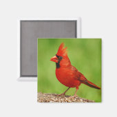 (鳥)ショウジョウコウカンチョウ マグネット (正面/裏面)