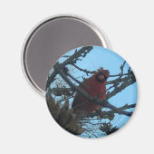 （鳥）ショウジョウコウカンチョウ マグネット (正面/裏面)