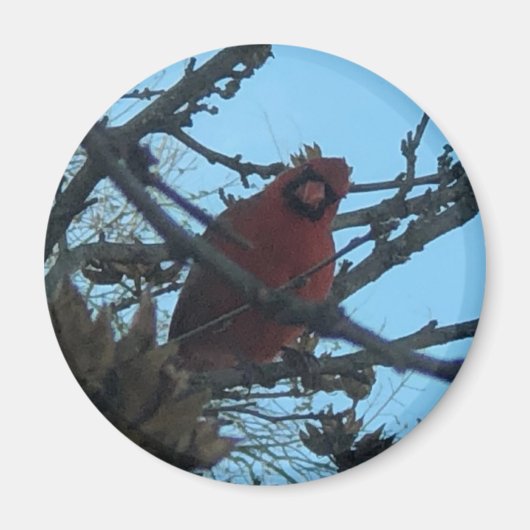 （鳥）ショウジョウコウカンチョウ マグネット (正面)