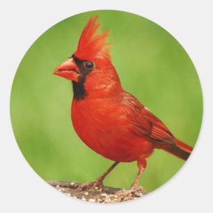 (鳥)ショウジョウコウカンチョウ ラウンドシール