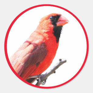 (鳥)ショウジョウコウカンチョウ ラウンドシール