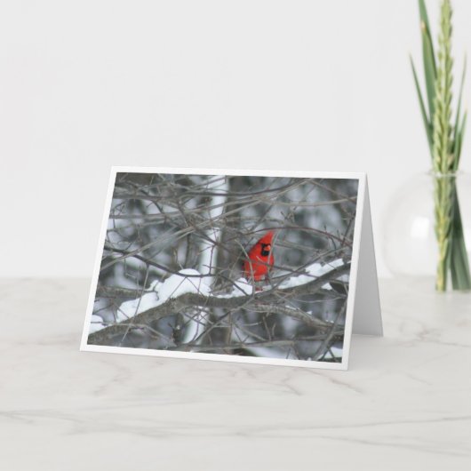 （鳥）ショウジョウコウカンチョウ（雪の枝） カード (正面)