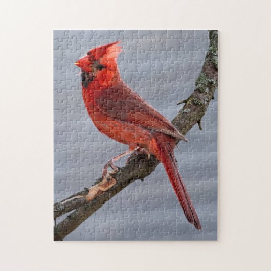 （鳥）ショウジョウコウカンチョウ- Red Bird - 11x14 - 252 pc ジグソーパズル (縦)