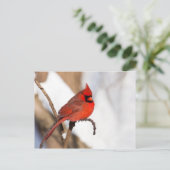 （鳥）ショウジョウコウカンチョウII ポストカード (スタンド正面)