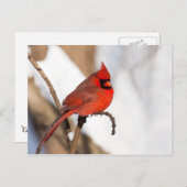 （鳥）ショウジョウコウカンチョウII ポストカード (正面/裏面)