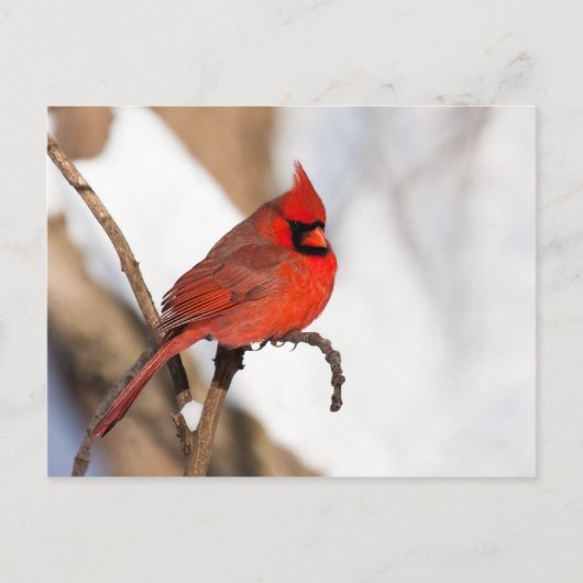 （鳥）ショウジョウコウカンチョウII ポストカード (正面)