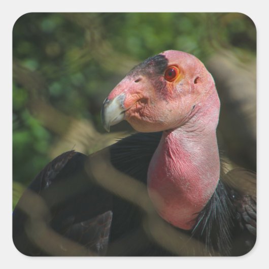 鳥 スクエアシール (正面)