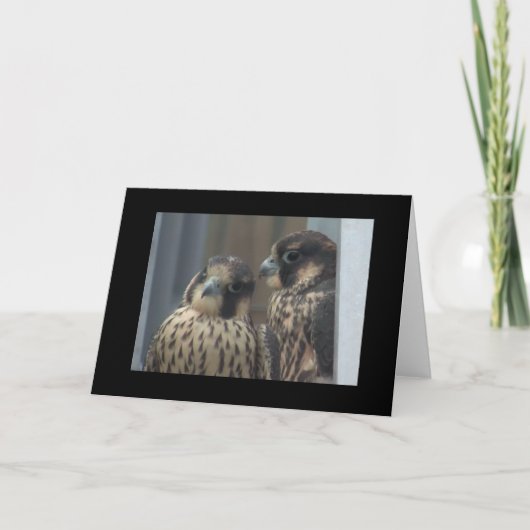 《鳥》ハヤブサのメッセージカード カード (正面)