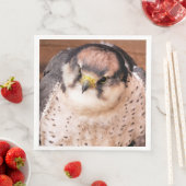 《鳥》ハヤブサの猛禽 (インサイチュ)