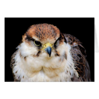 《鳥》ハヤブサカード