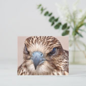 《鳥》ハヤブサクローズアップ ポストカード (スタンド正面)