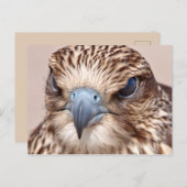 《鳥》ハヤブサクローズアップ ポストカード (正面/裏面)