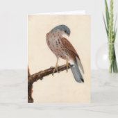 《鳥》ハヤブサヘンケストレル | ウィリアム・リーウィン カード (正面)