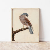 《鳥》ハヤブサヘンケストレル | ウィリアム・リーウィン ポスター