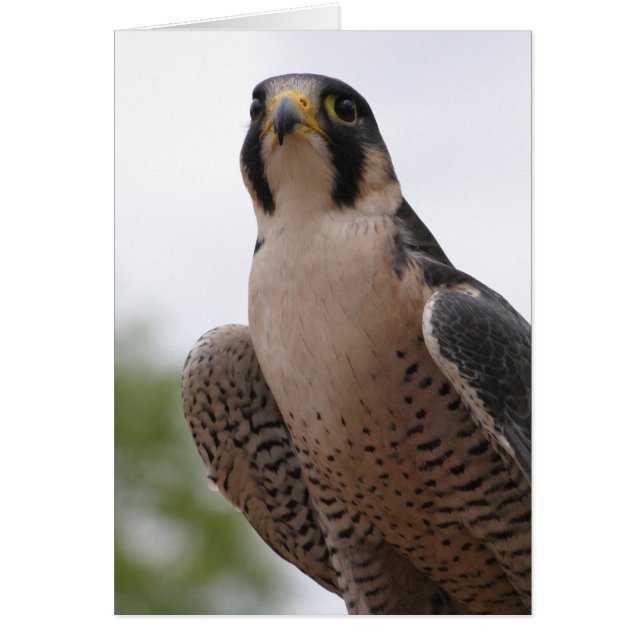 《鳥》ハヤブサ (正面)