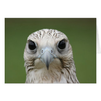 《鳥》ハヤブサ