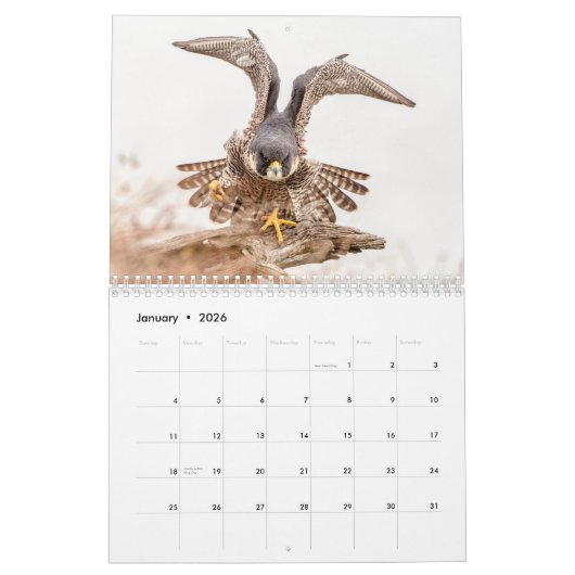 《鳥》ハヤブサ20 カレンダー (1月 2026)