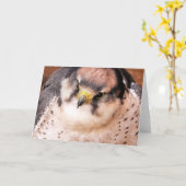 《鳥》ハヤブサ カード (黄色い花)