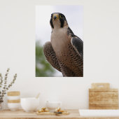 《鳥》ハヤブサ ポスター (キッチン)