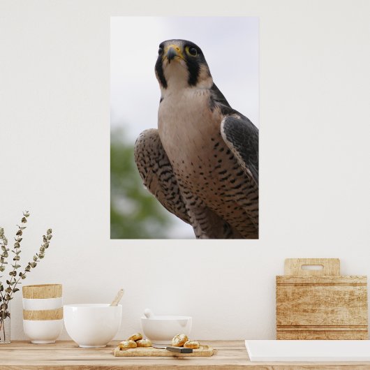 《鳥》ハヤブサ ポスター (キッチン)