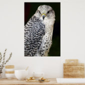 《鳥》ハヤブサ ポスター (キッチン)