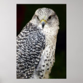 《鳥》ハヤブサ ポスター (正面)